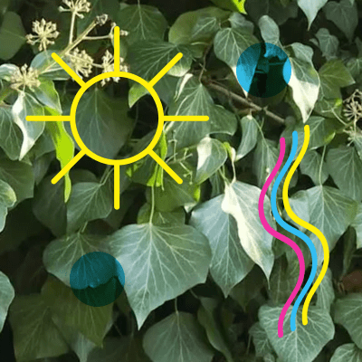 Fotosyntéza: přírodní perpetum mobile