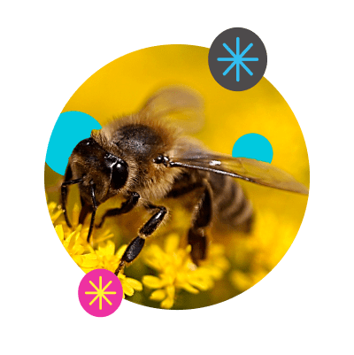 Včela medonosná: Kde to bzučí, všechno roste