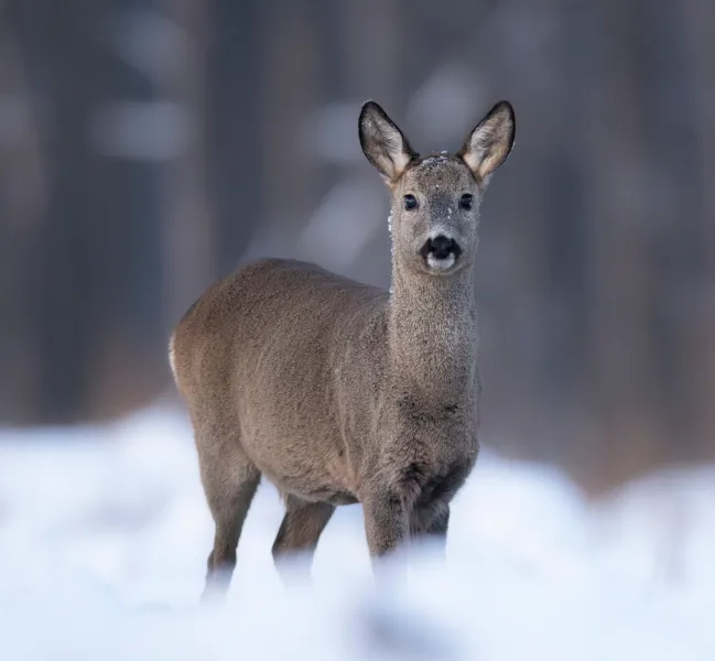 Víme, jak přezimují zvířátka