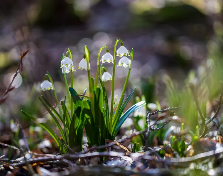 První jarní květy