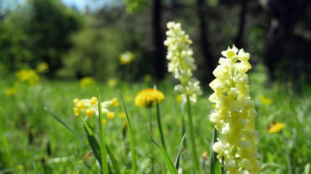Orchidejové louky Bílých Karpat
