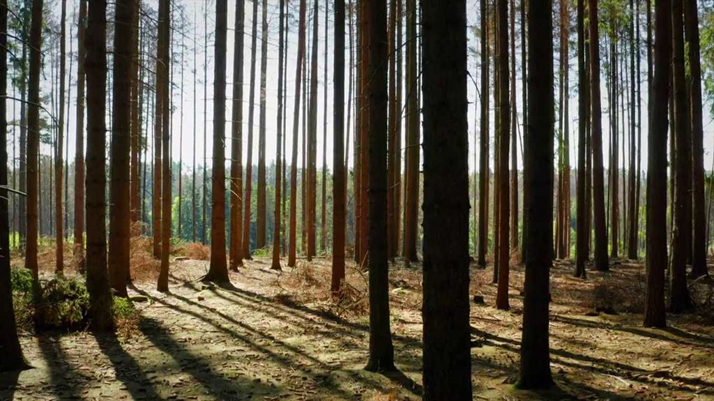 Hospodářské lesy: Nová příležitost