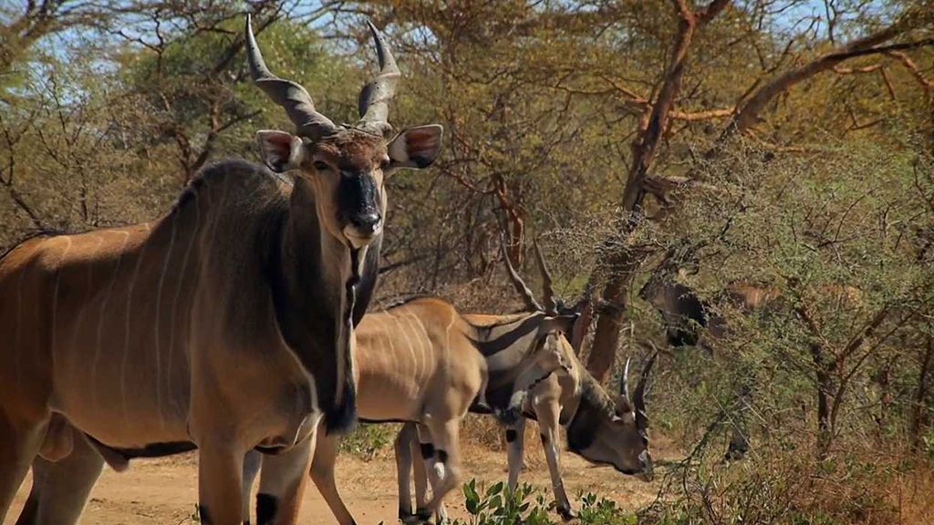 Záchrana antilopy Derbyho v Senegalu