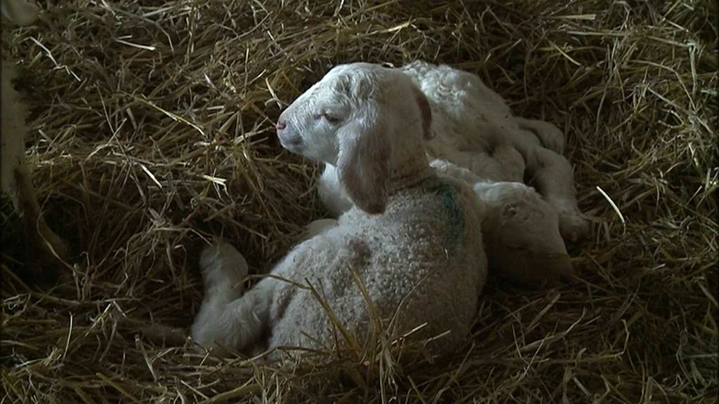 Baskicko: Chov ovcí