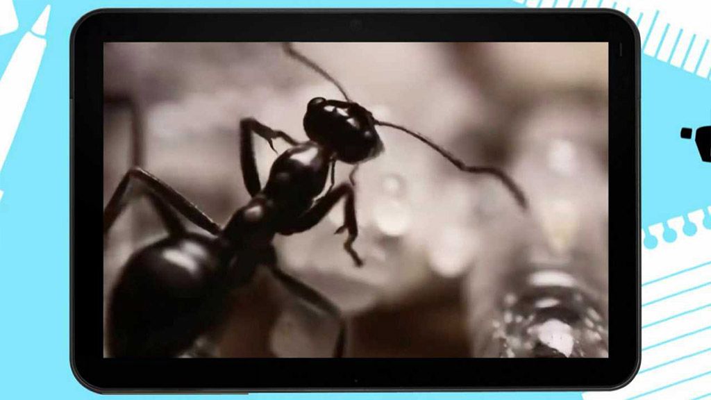 Zajímavosti ze života mravenců