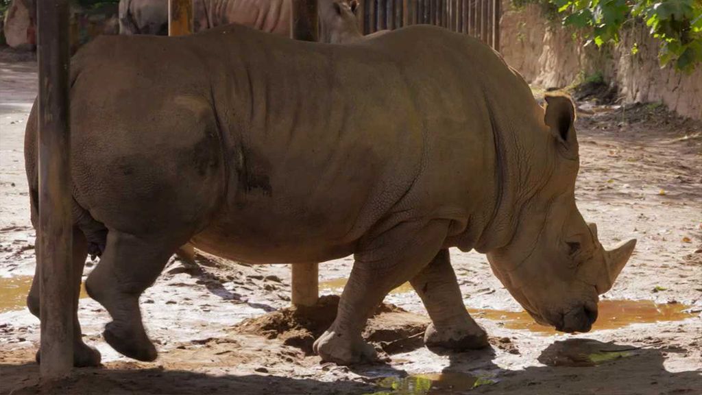 Péče o nosorožce