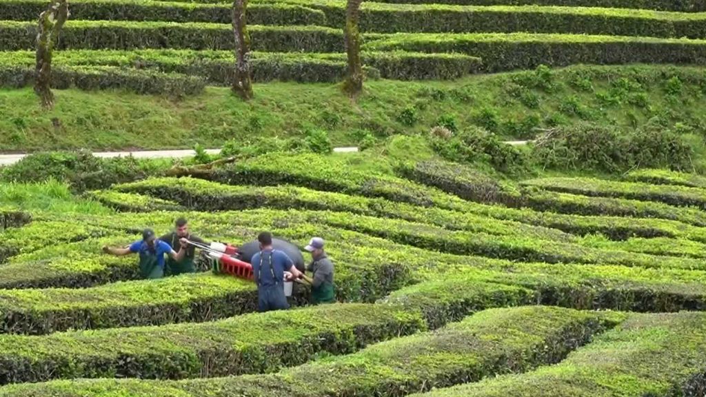 Azorské ostrovy: Nejstarší evropská čajová plantáž