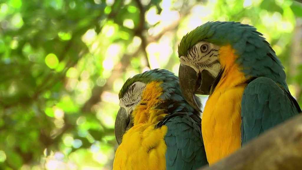 Kostarika: Mlžný prales