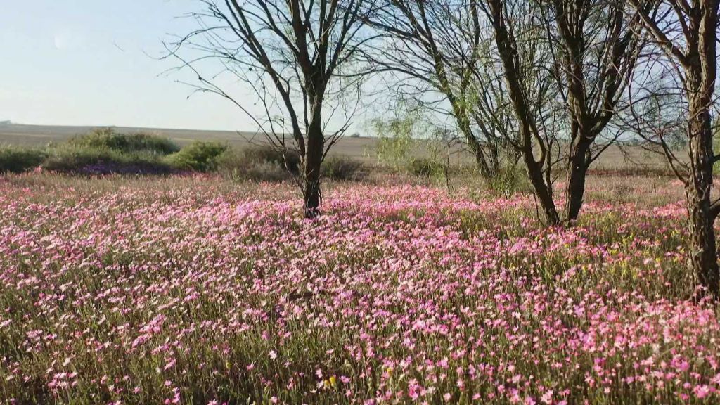 Flora Západní Austrálie
