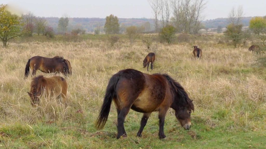 Divoký kůň, pratur a zubři v Milovicích