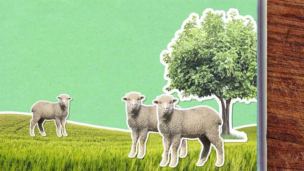 Proč se ovce stříhají?