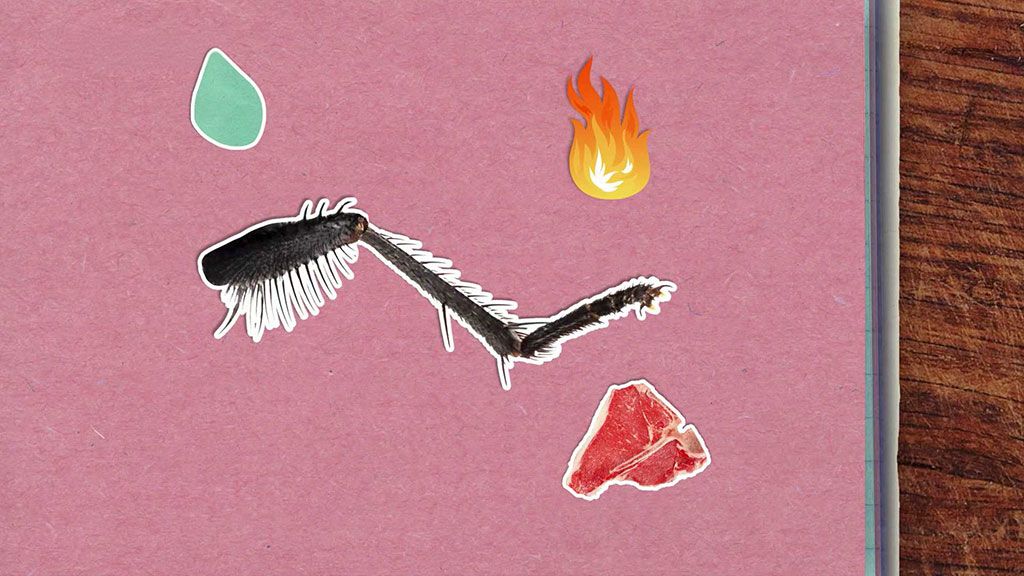 Proč si mouchy třou nohy?