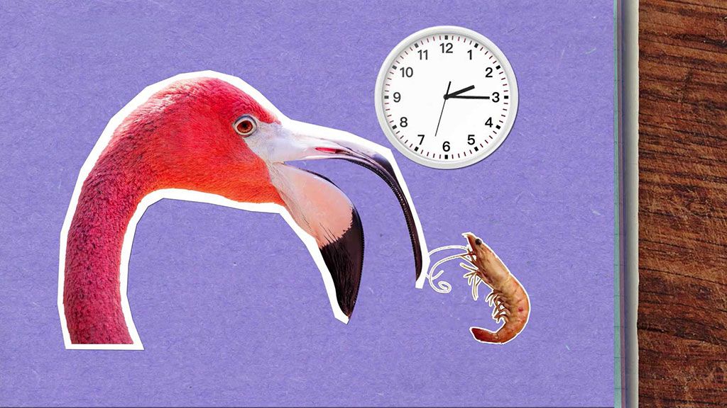 Proč jsou plameňáci růžoví?