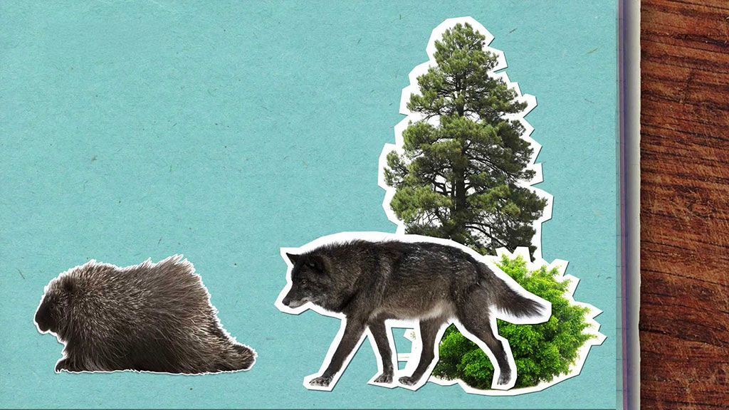 Je pravda, že dikobraz při ohrožení střílí ostny?