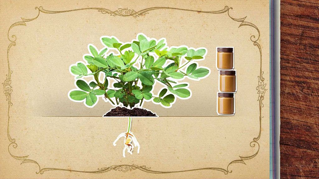 Jak zrají arašídy?