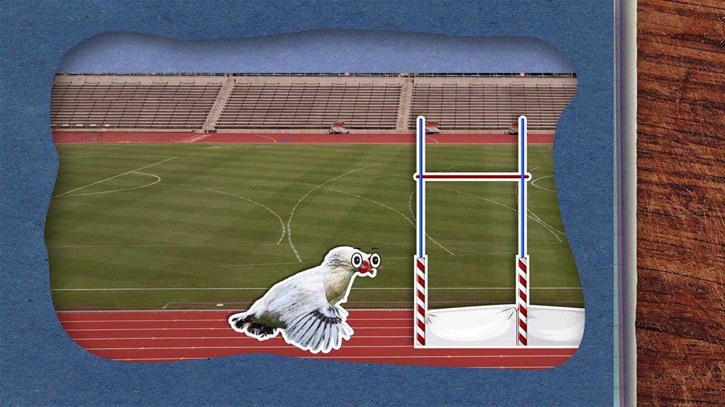 Proč neumějí slepice létat?