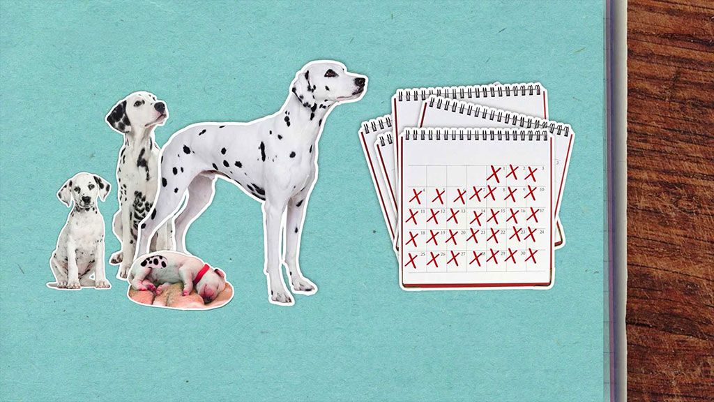 Kde se berou dalmatinní skvrny?