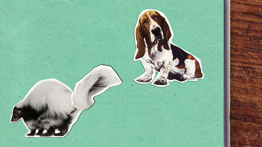 Proč skunk tak děsně páchne?