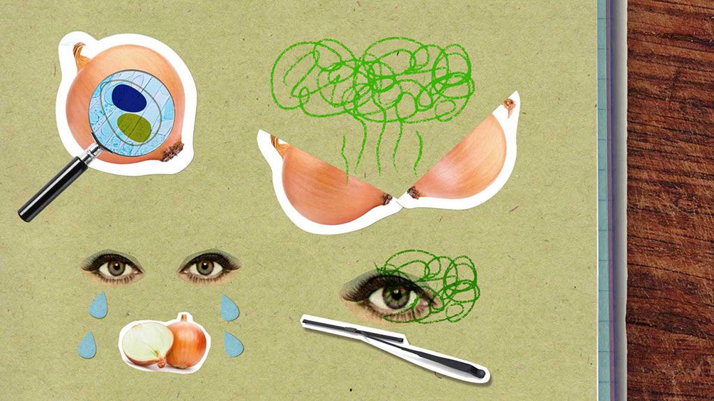 Proč při krájení cibule pláčeme?