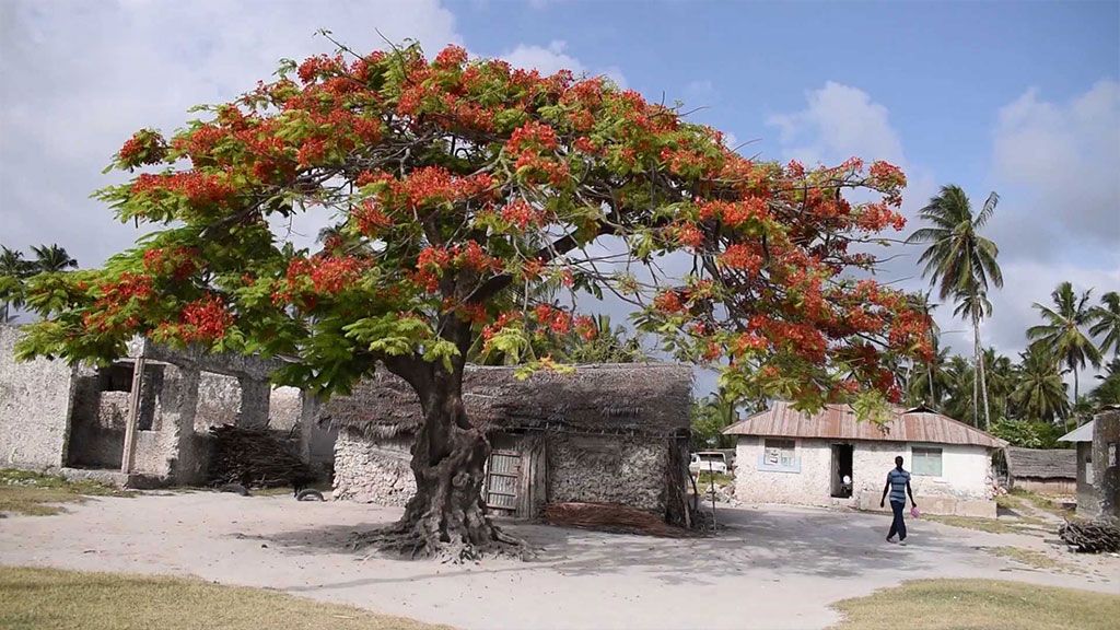 Zanzibar