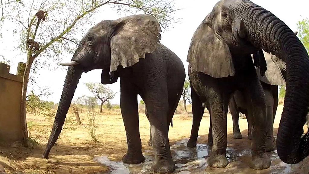 Ochrana slonů v národním parku v Čadu