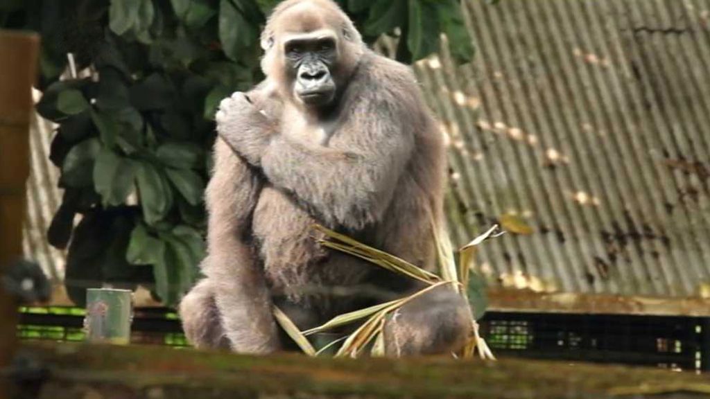Putování za šimpanzi a gorilami nigerijskými