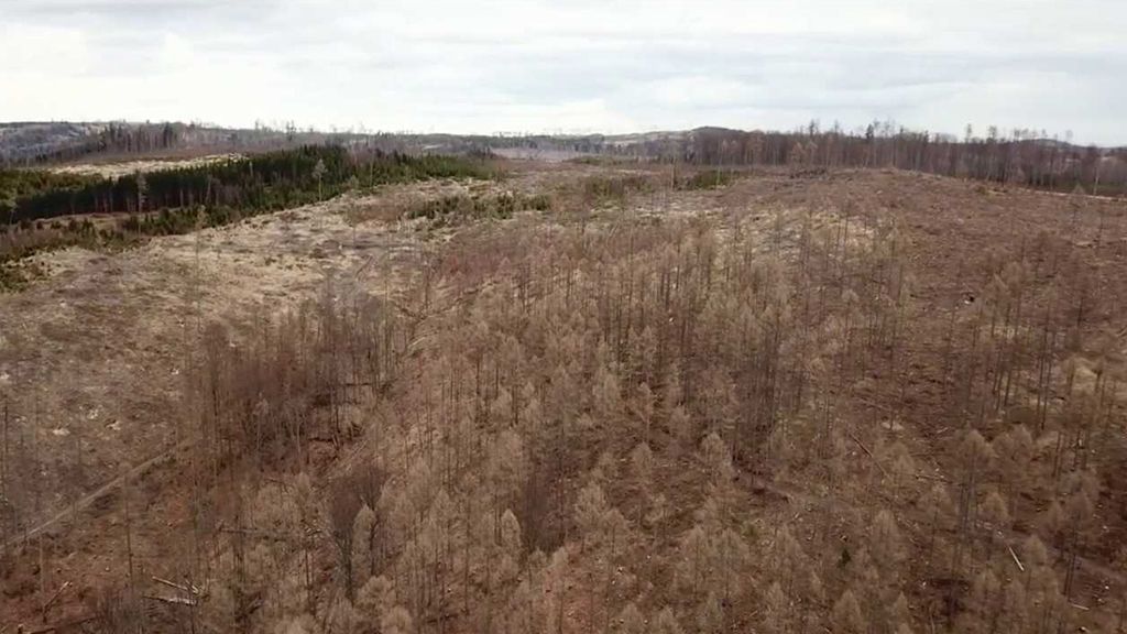 Obnova poničených lesů v ČR
