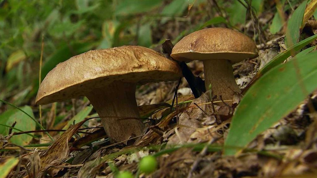 Geoderma: Živý plášť planety Země