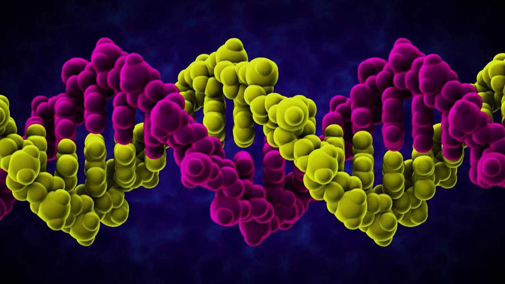 Složení a struktura DNA a její izolace z jahod