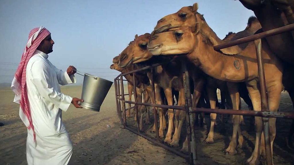 Saudská Arábie: Velbloudi a pouště