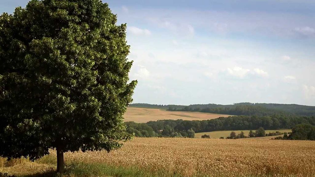 Stromy a jejich přínos pro krajinu