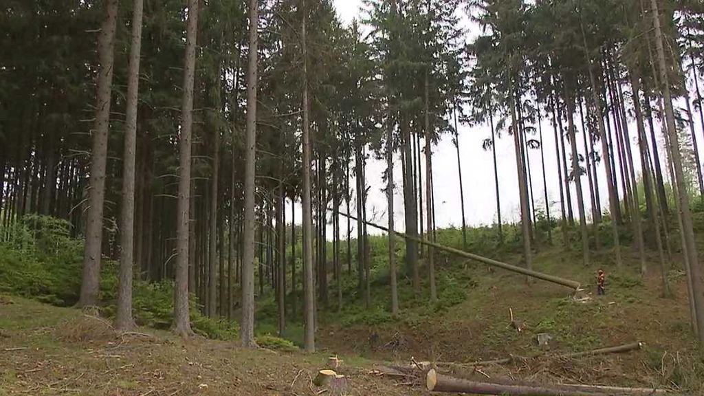 Co a kdo ničí české lesy?