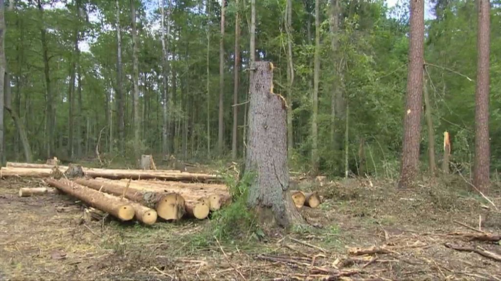 Kácení stromů v Bělověžském pralese