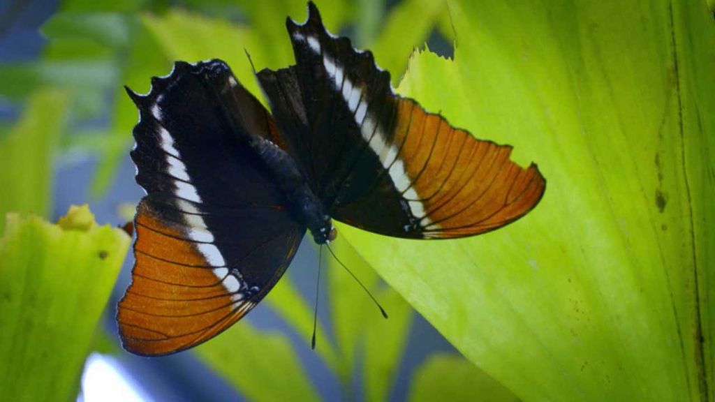 Motýl: Pohybující se drahokam
