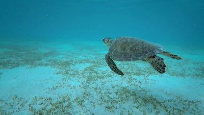Ochrana mořských želv na Borneu