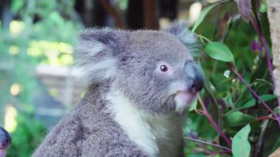Záchrana ohrožených koalů v Austrálii