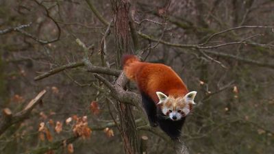 Zvířecí hádanka: Panda červená