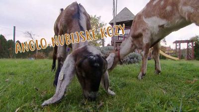 Anglo–nubijské kozy