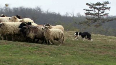 Záhada: Co ohrožuje stádo ovcí