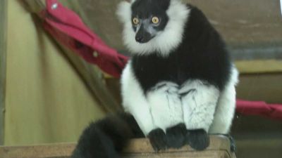 Zvířecí hádanka: Lemur vari