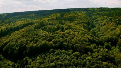 Smíšené lesy Svitavské pahorkatiny