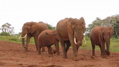 Keňa: Putování za slony
