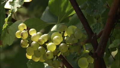 Baskicko: Pěstování vína