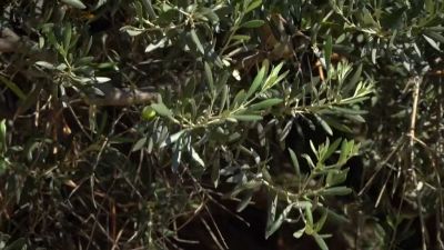 Nejstarší olivovník na světě