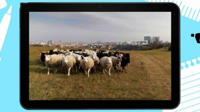 Pasení ovcí v Praze