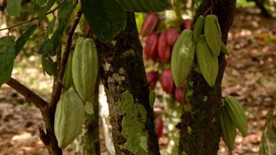 Dominikánská republika: Cukrová třtina a kakaovník