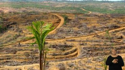 Olejové palmy ničí pralesy