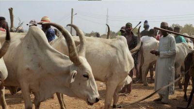 Boko Haram: Samopal za dvě krávy