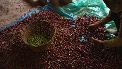 Jak se pěstuje fair-trade káva