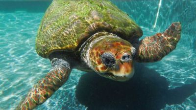 Zprávičky: mořské želvy